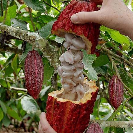Creative Farmer Live Fruit Plant Chocolate Plant/Coco Fruit Cocoa Exotic Outdoor Plants Garden Plant(1 Healthy Live Plant)