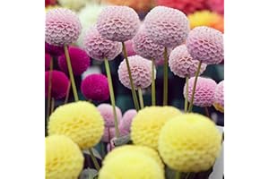 Outsidepride 500 Seeds Annual Dahlia Pompon Flower Seeds Mix for Planting