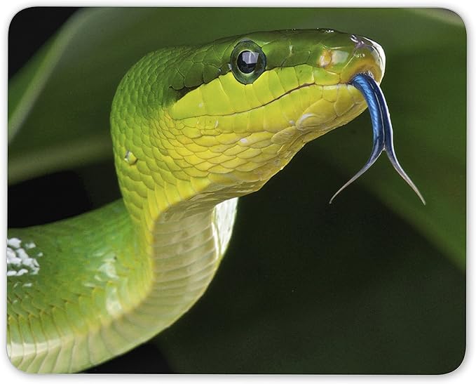 Amazon 素晴らしいグリーンスネークマウスマットパッド 爬虫類ヘビ楽しいギフトpcコンピュータ 13 Destination Vinyl Mats 家電 カメラ