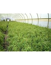 Amazon.de | Gräser