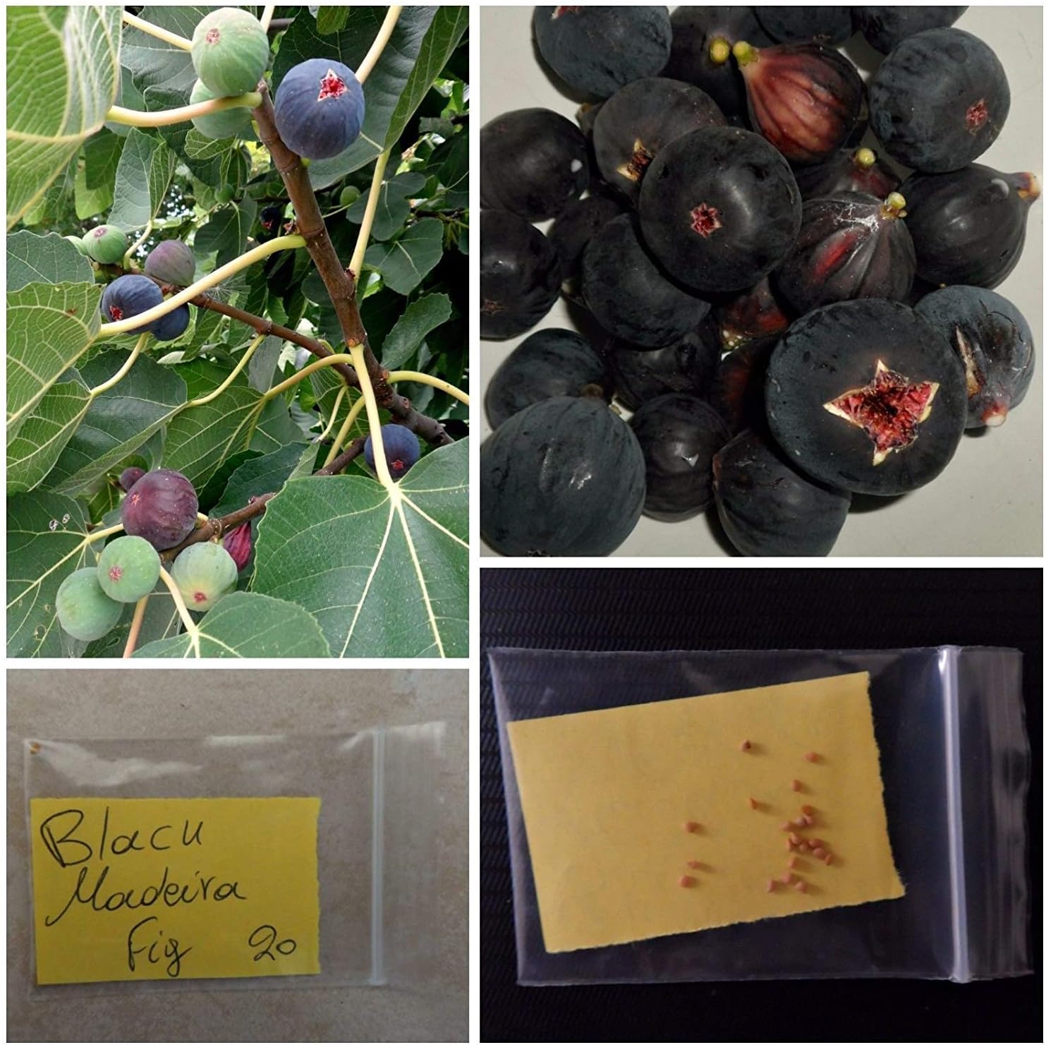 Germination Seeds PLATFIRM-Black Madeira Fig Tree Seeds ~20 Seeds - Portuguese Black Variety
