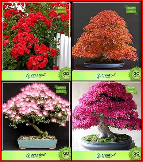 Creative Farmer Garden Seeds Combo Flower Seeds : Climber Rose, Japanese Maple, Pink Siris, Azalea Bonsai Suitable Tree Terrace Gardening