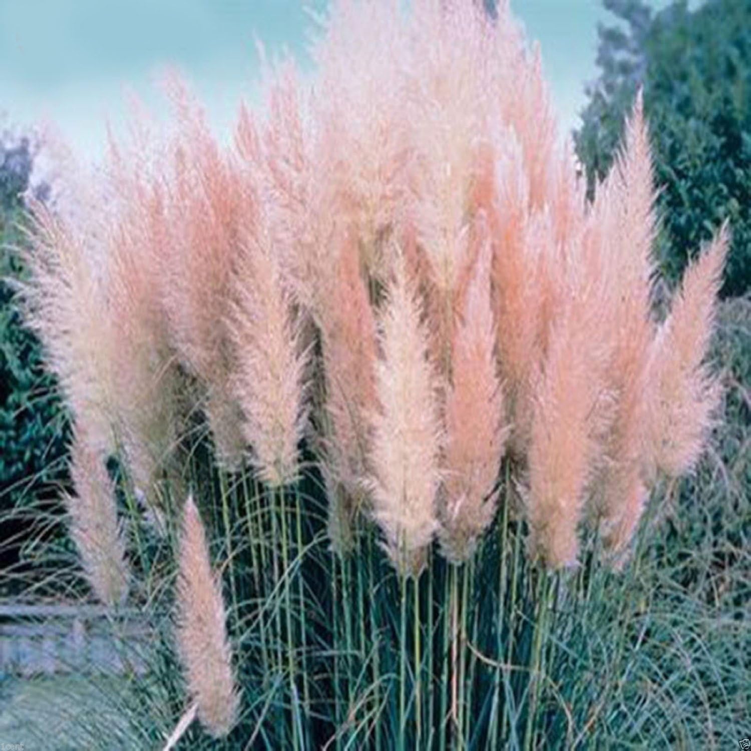 1000 Seeds Pampas Grass Cortaderia Selloana Garden Flowers Amazon.co.uk Garden & Outdoors