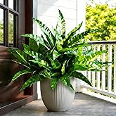 Cherica Fake Ferns,Faux Outdoor Plants UV Resistant,3D Real Touch Fake Plants Total 60 Blades,Weatherproof Artificial Plants Outdoor Indoor for Garden Porch Home Office Living Room Decor