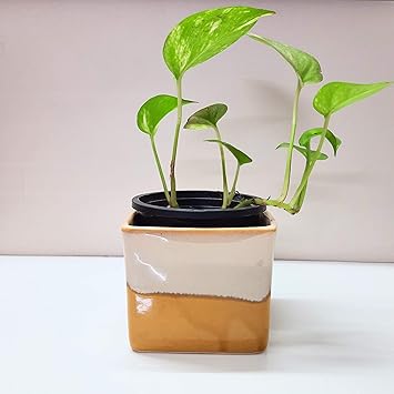 Your Style Tableware Square Ceramic Planter- Mustard (1 Piece)