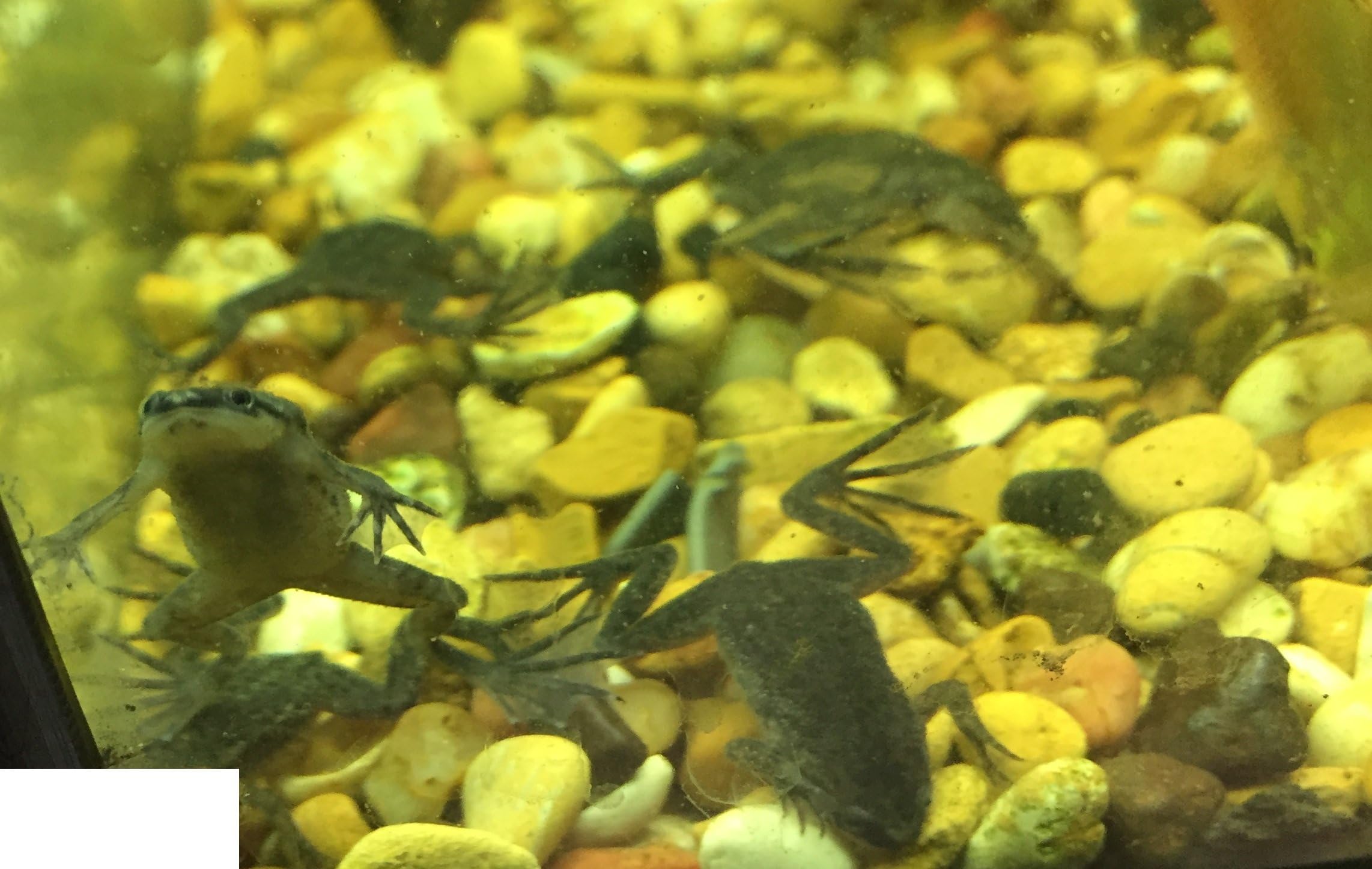 WorldwideTropicals Live Freshwater Aquarium Fish - (2) African Dwarf Underwater Frogs - 2-Pack African Dwarf Frogs - by Live Tropical Fish - Great For Aquariums - Populate Your Fish Tank!