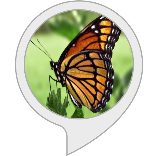 Interesting Facts Butterflies Amazon.co.uk