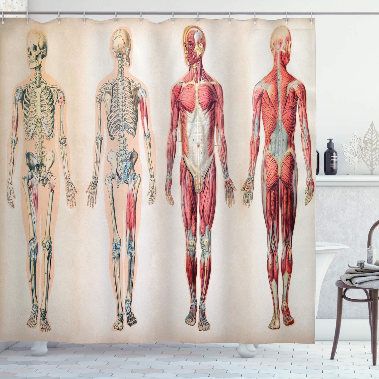 ABAKUHAUS Human Anatomy Shower Curtain, Vintage Chart of Body Front Back Skeleton and Muscle System Bone Mass Graphic, Cloth Fabric Bathroom Decor Set with Hooks, 94" Inches, Cream ruby