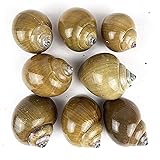 Heyiwell 8PC Green Snail Sea Shells,Large Sea