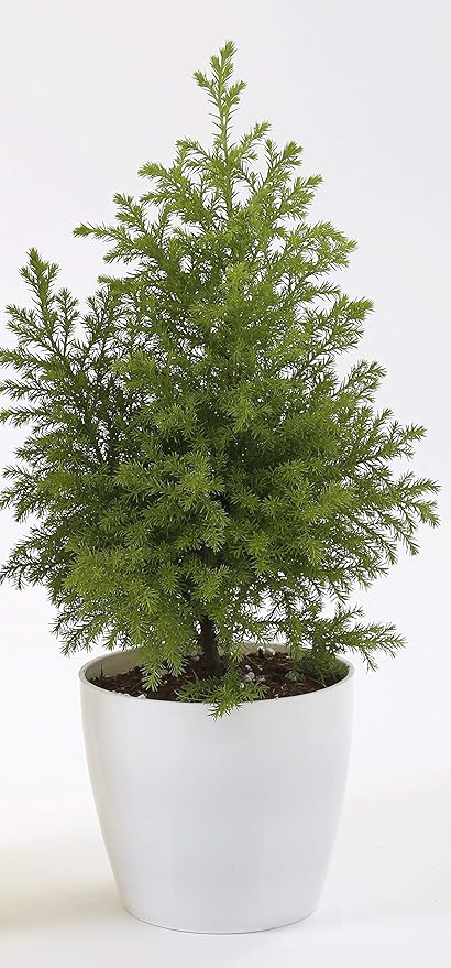 CAPPL 5 Inch White Singapore Plastic Pot (Pack of 25) Only Pots Plants are not Included