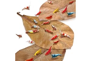 JOR Shrimp Indian Almond Leaves, Supplemental Shrimp Diet, Provide Shelter and Food, Additional Source of Energy, Perfect for