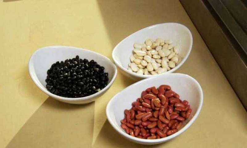 Thestarvingmusician - //medicalbooks.filipinodoctors.org