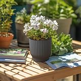 T4U 6 Pack 10cm Self Watering Plant Pots Indoor Grey Plastic view 7