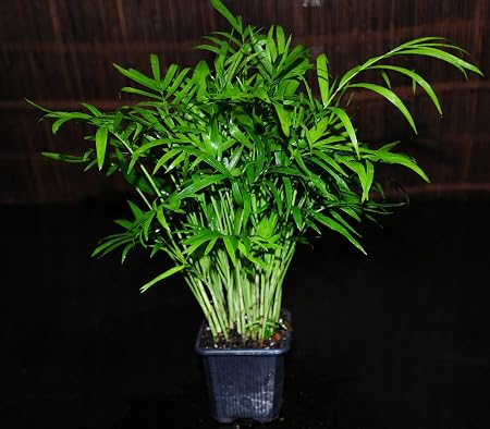Amazon Com Neanthe Bella Palm Tree In 3 Pot Parlor Palm