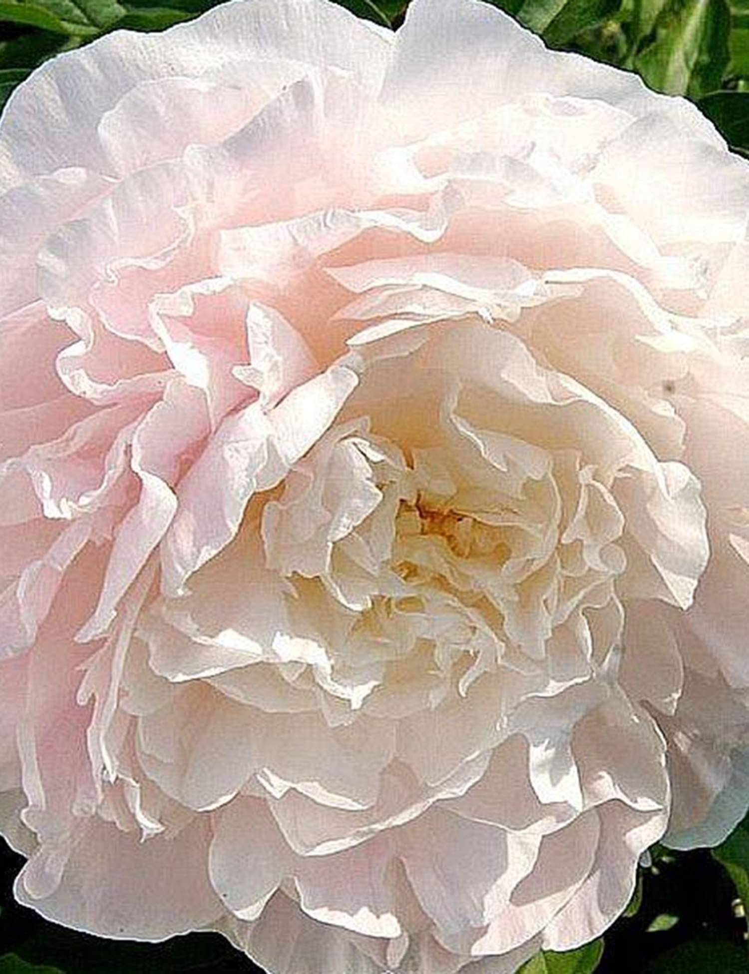 Lioder Peony Seeds Flower Seeds (Papaver paeoniflorum) Multiple Colors Available Strong Fragrant Beautiful Bush Flower for Balcony Garden 10 Seeds