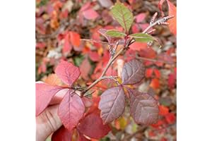 COLORADO HARDY PLANTS Fragrant Sumac_Rhus Aromatica,3 (5" Plants)