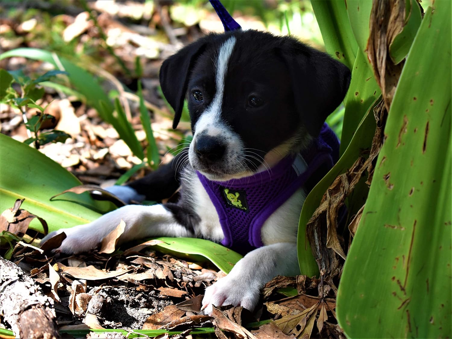 toy breed dog harness