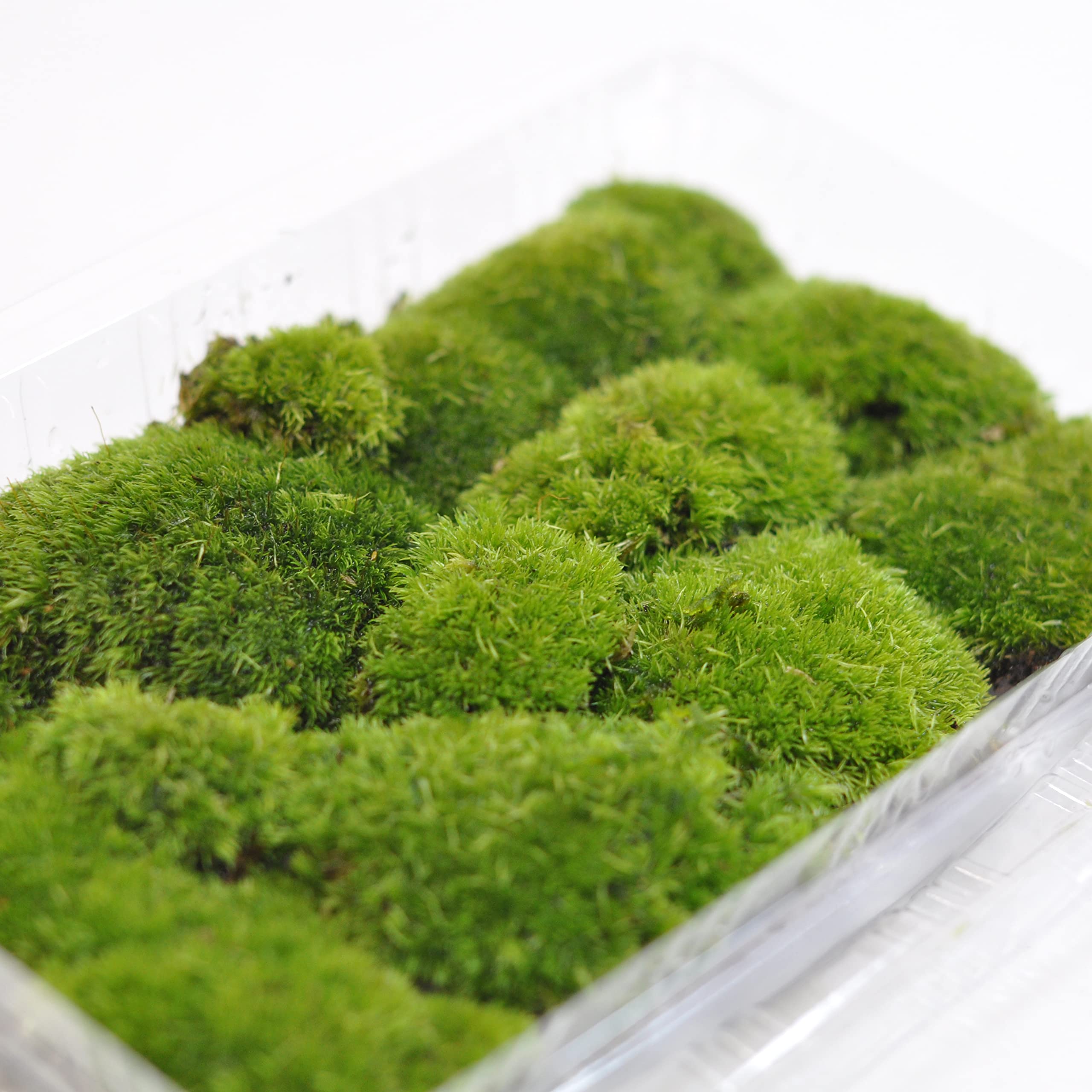 Mua Bonsai Myo Yamagokake Moss Pack Moss Terrarium Moss Terrarium Moss