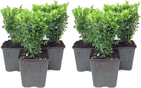 Garden Plant Collection 6 Buxus Sempervirens Mini Hedge Pack 6 X 1l Plants Amazon Co Uk Garden Outdoors