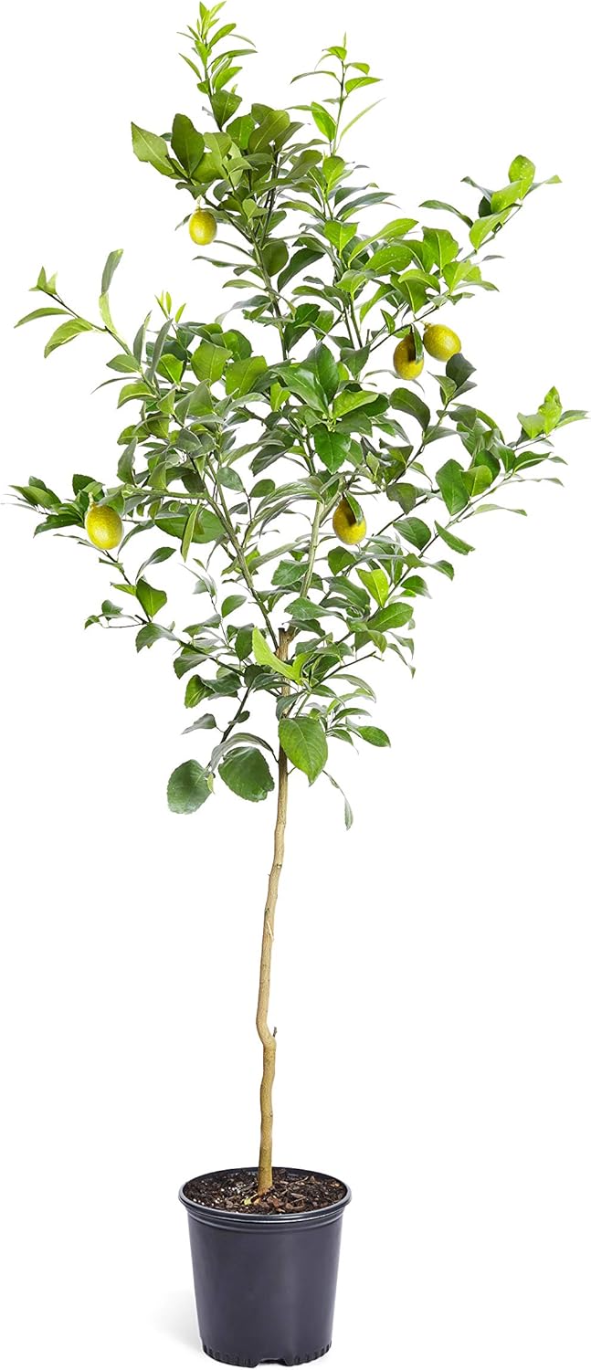 Brighter Blooms - Meyer Lemon Tree - Indoor or Outdoor Potted Fruit Plant, 4-5 Feet - No Shipping to FL, CA, TX, LA or AZ