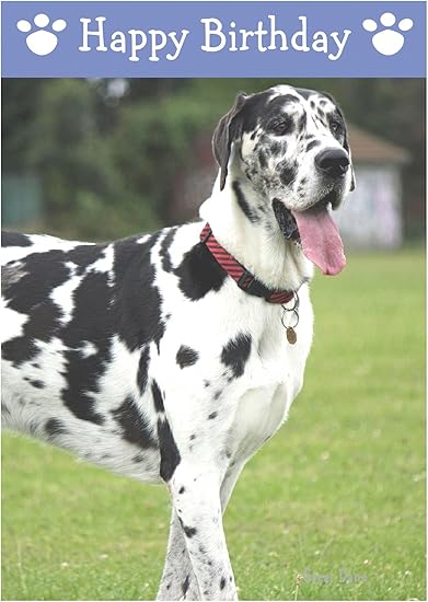 Dogue Allemand Chien Carte D Anniversaire Amazon Fr Fournitures De Bureau