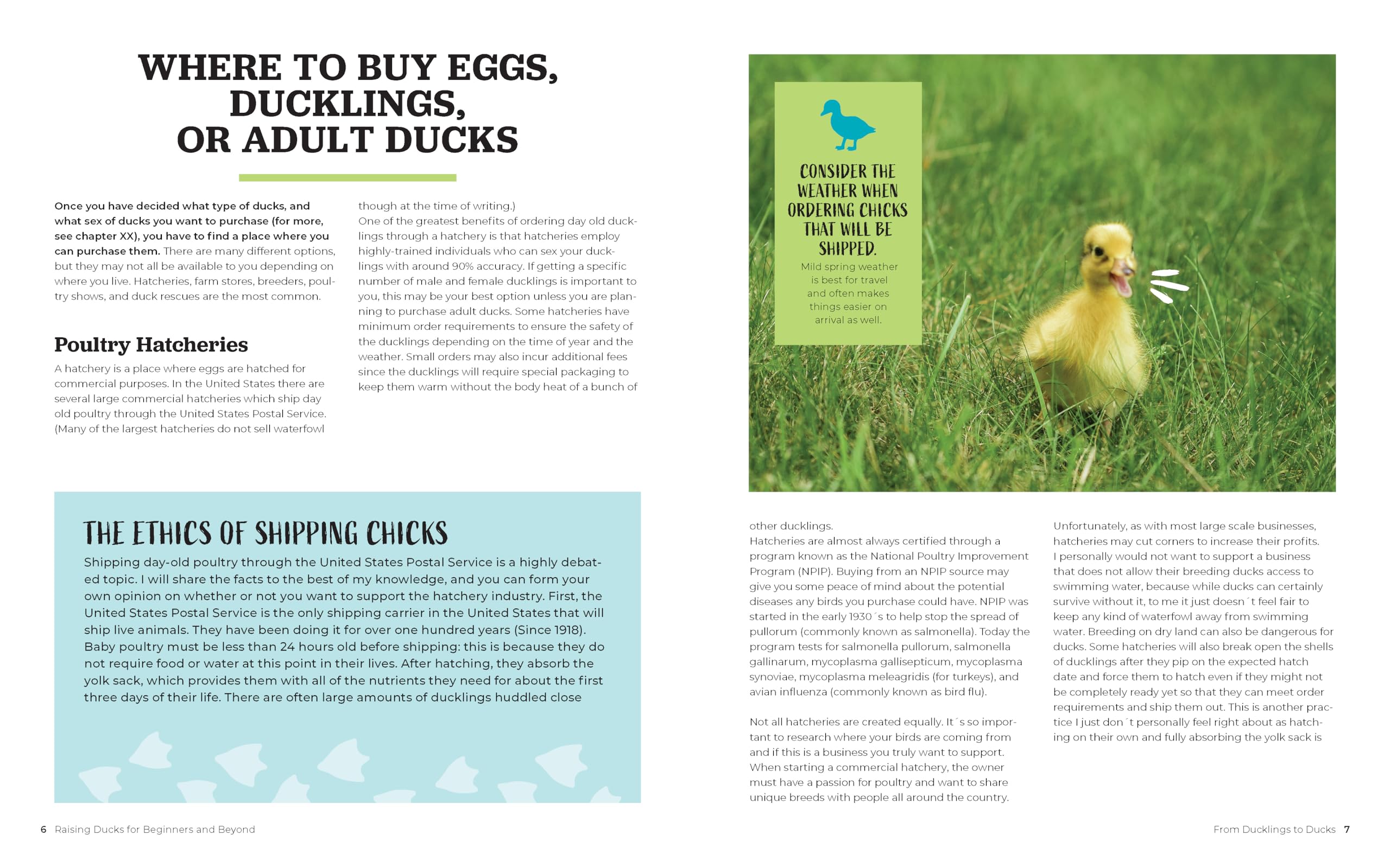 Raising Ducks for Beginners and Beyond: The Guide to Breeds, Ponds, Nutrition, and All Things Duck Raising Ducks for Beginners and Beyond: The Guide to Breeds, Ponds, Nutrition, and All Things Duck Paperback