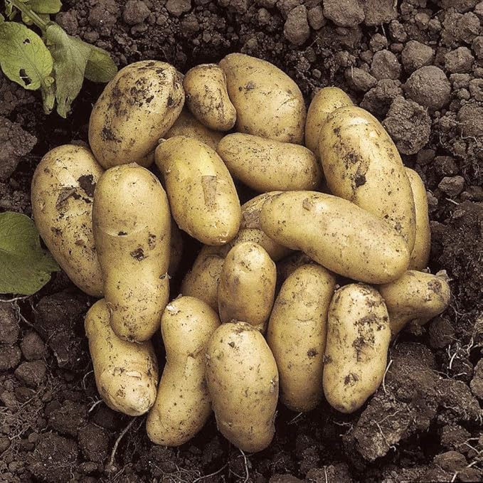 Seed Potato 'Charlotte' Salad Potato 2.5kg Bag Grow Your Own Potatoes Amazon.co.uk Garden