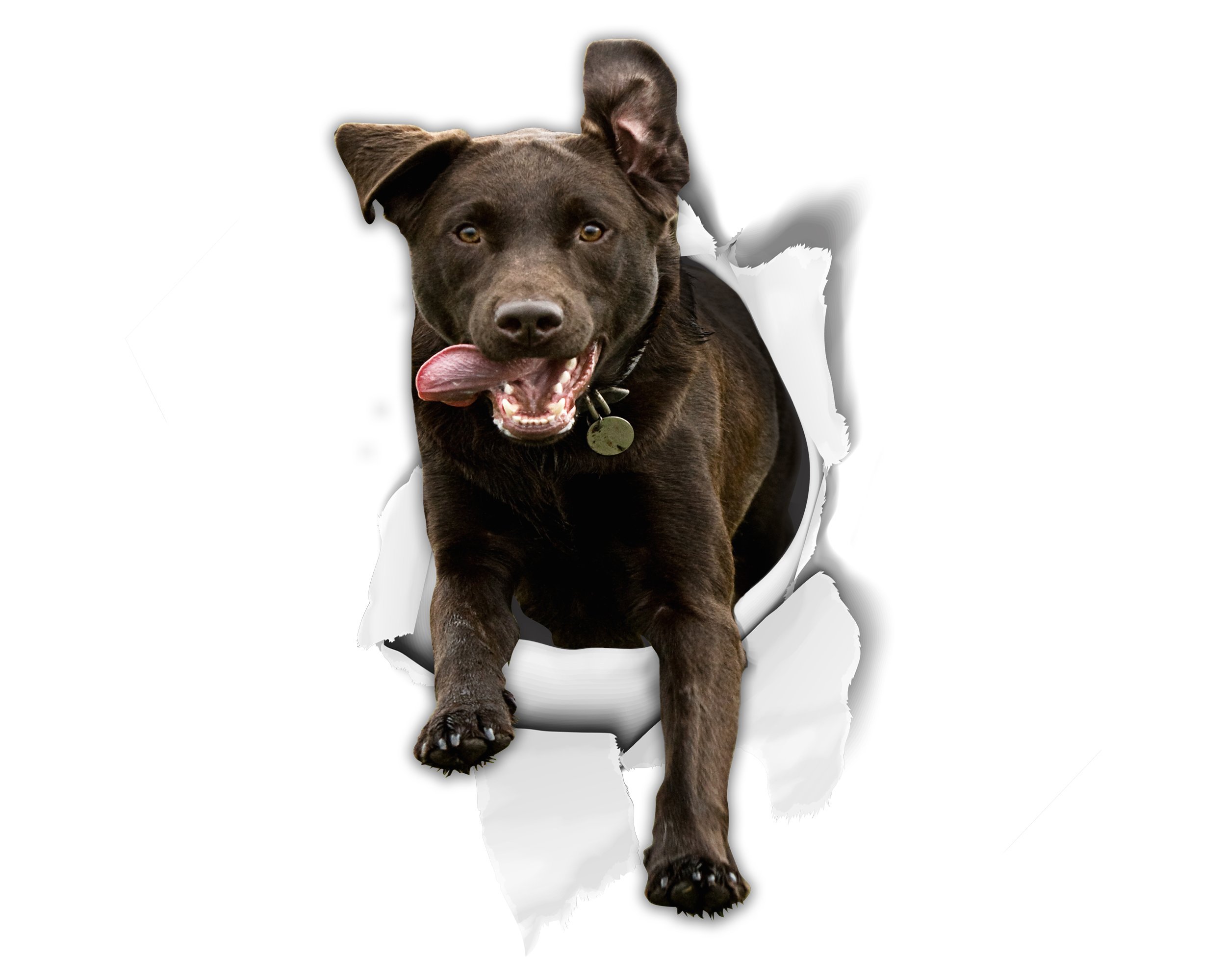 Winston & Bear 2 Pack Excited Black Labrador 3D Dog Stickers - Realistic Vinyl Wall, Refrigerator, Bedroom, Door, Room, Bathroom, Furniture, Office, Car Decals