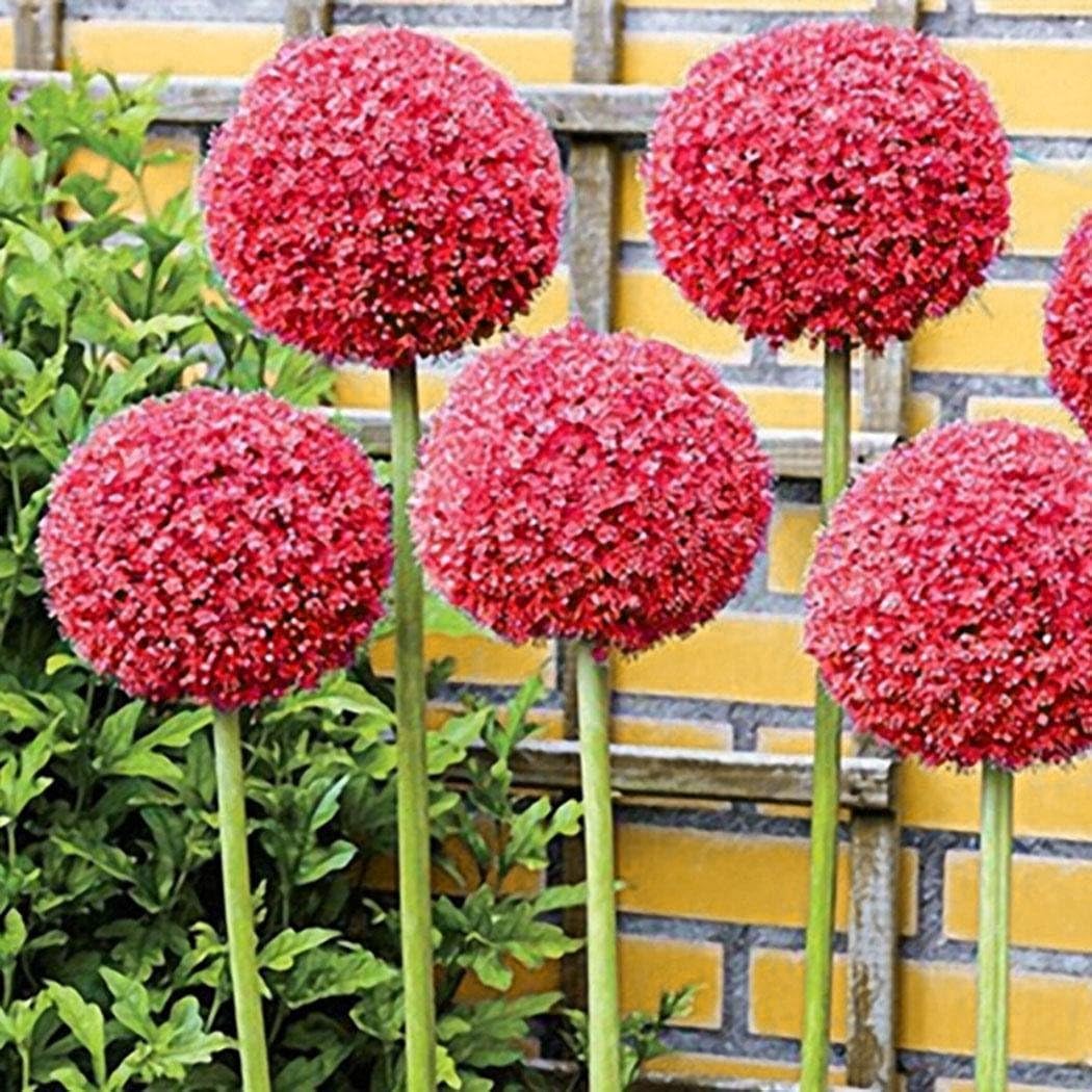 Tiowea 30Pcs Large Flowered Scallion Seed Nice Adorable Fragrant Blooms Flower Seeds