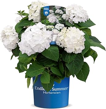 Endless Summer The Bride Hortensie Edle Bluten Im Eleganten Weiss Winterhart Mehrjahrig Pflanze Fur Garten Terrasse Balkon Oder Kubel Amazon De Garten