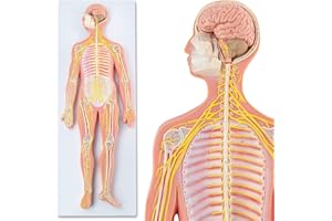 Merinden Human Nervous System Model – Half Life Size with Brain, Spinal Cord & Nerves – Classroom Anatomy Teaching Tool for Students