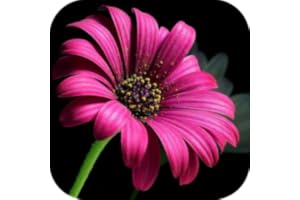 Beautiful Flowers! Roses, Orchids, Sunflowers, Daffodils, Daisies, Jasmines, Lilacs Pics and More! FREE Flower Pix App! Garde