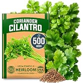 HOME GROWN Cilantro Coriander Seeds, 500+ Seeds | High Germination, Heirloom, Non-GMO | 500+ Seeds | Indoor/Outdoor | Cilantro &amp; Coriander | Culinary Herb | Herb Garden