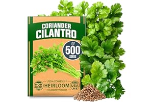 HOME GROWN Non GMO 500+ Cilantro Seeds for Planting Indoors or Outdoors - Heirloom Coriander Seeds, Grow Your Own Cilantro Plant - Culinary Herb Seeds for Your Herb Garden