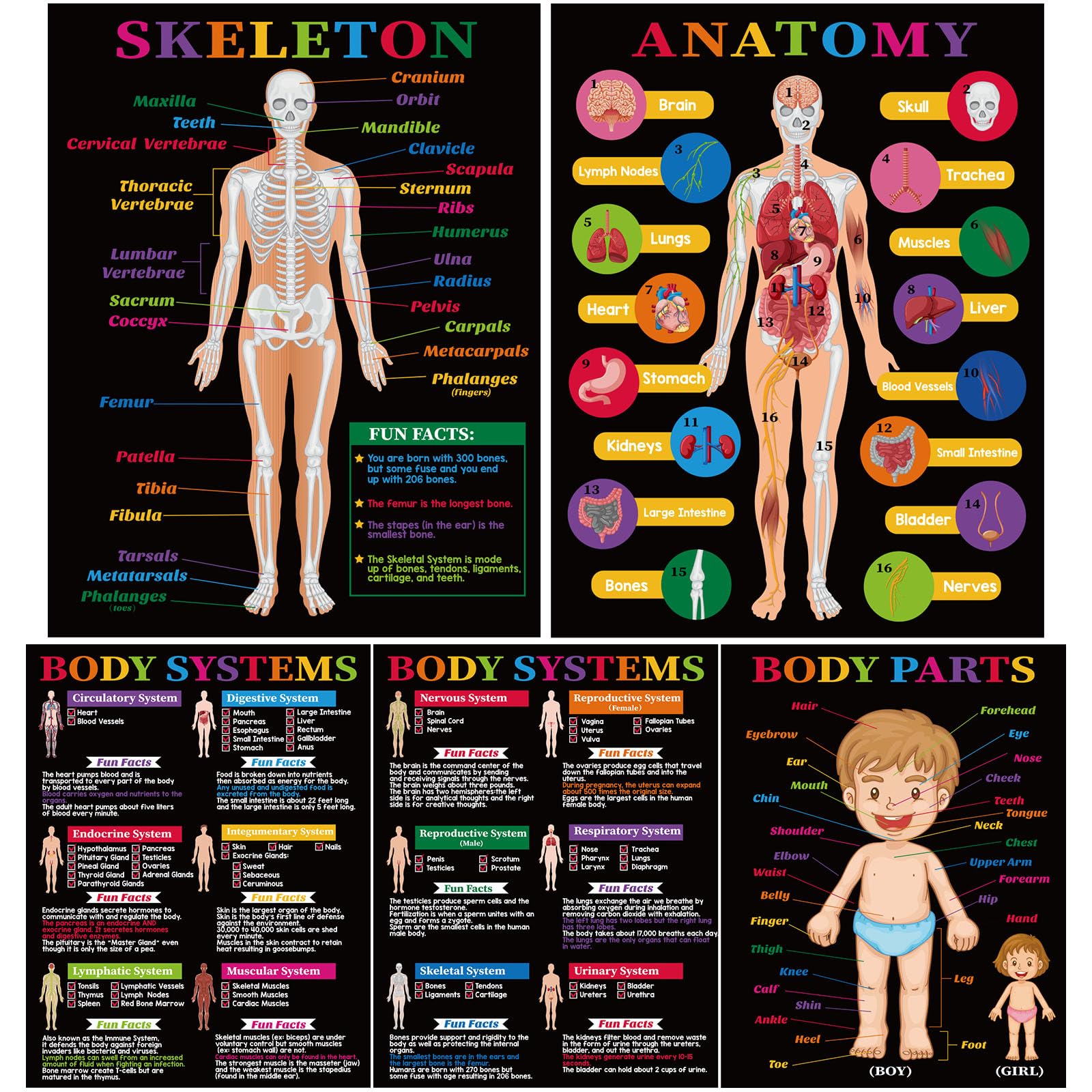 Pajean 5 Pcs Human Anatomy and Body Systems Posters 16 x 11 Inch ...
