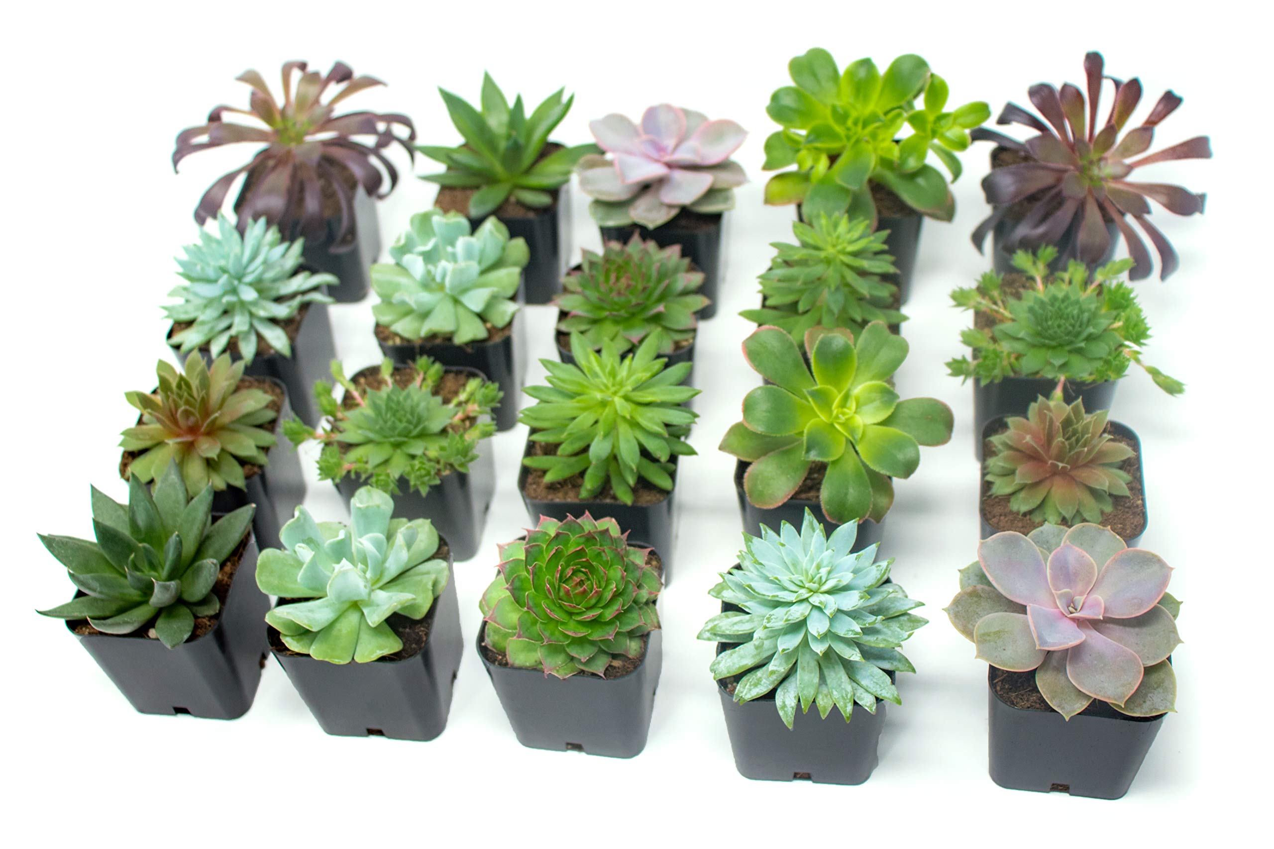 Succulent Plants Online