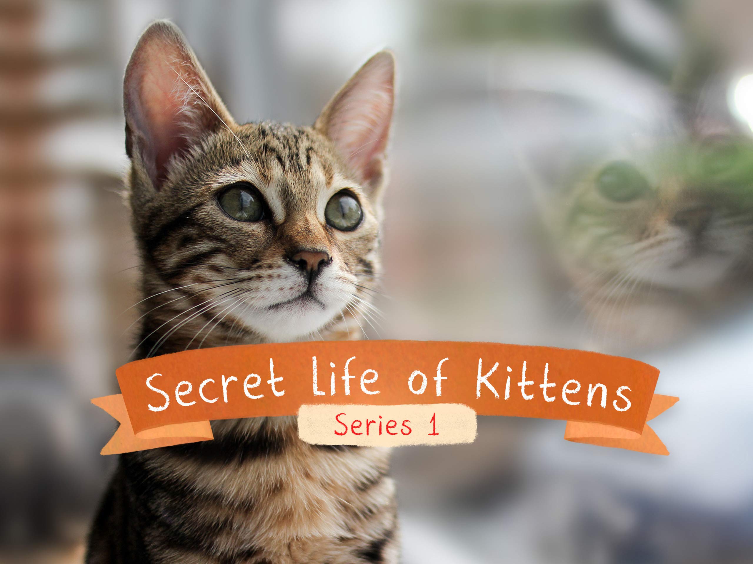 the secret life of kittens