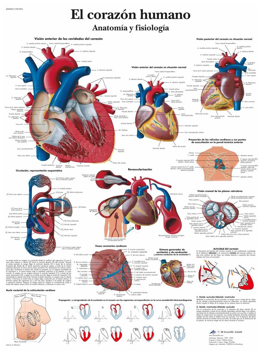 3B Scientific VR3334UU Printed On Paper, The Human Heart, Anatomy & Physiology