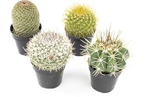 Altman Plants, Assorted Cactus Plants Live Cactus Decor (4PK), Cactus Plant Live Succulents Plants Live in Cactus Soil Potting Mix, Live Cacti Plants Live Succulent Plants Live Plants in Cactus Pot