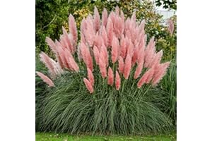 Heirloom 50+ Ornamental Perennial Grass Seed - Pampas Grass -Pink Tall Feathery Blooms