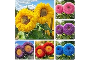 Teddy Bear Sunflower Seeds for Planting, Heirloom and Non-GMO, 95+ Seeds, Blooms for Pollinator Support