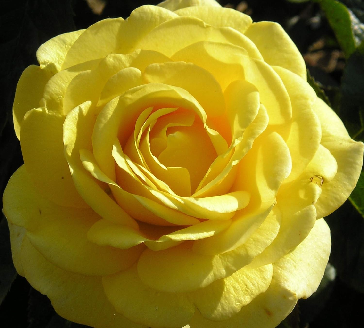Golden Smiles 5.5lt Potted Floribunda Garden Rose Bush Yellow