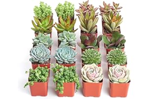 Shop Succulents Unique Succulent Plant Pack Bulk Collection - Live Mini Succulent Plants, Low Maintenance, Exceptional Colors