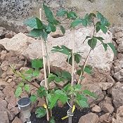 Rankhilfe himbeeren