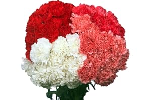 GLOBALROSE 200 Mothers Day Carnations- Fresh Cut Flowers- Lovely Color Blooms