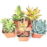 Succulent Plants (5 Pack), Fully Rooted in Planter Pots with Soil - Real Live Potted Succulents / Unique Indoor Cactus Decor 