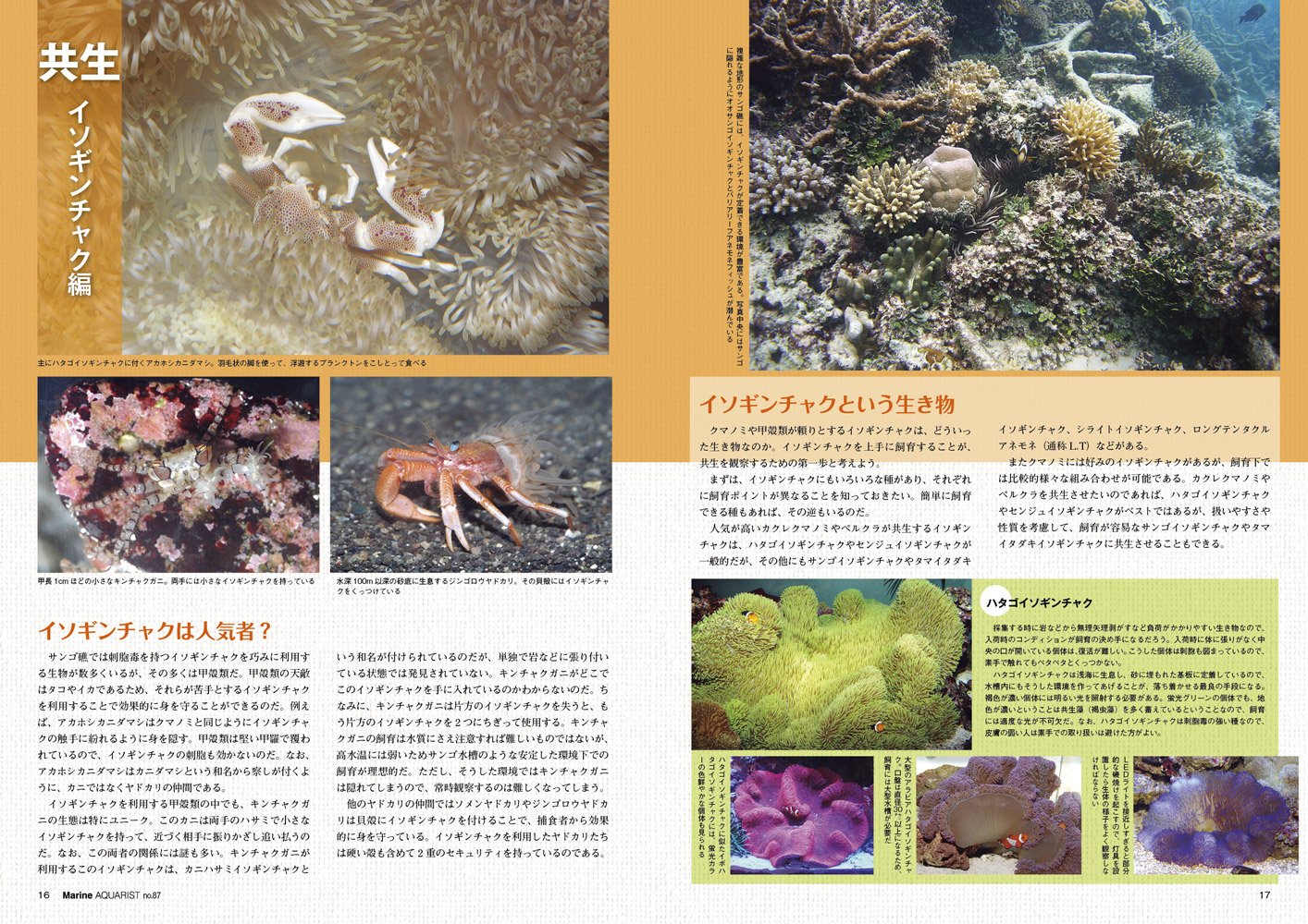マリンアクアリストno 87 水槽で観察できる共生と擬態 本 通販 Amazon