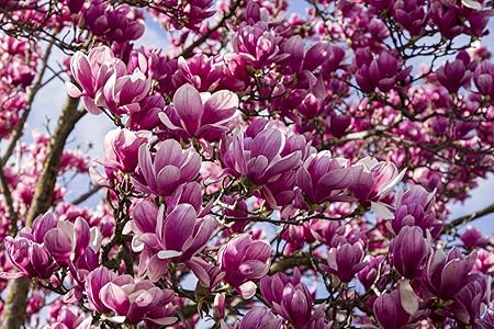Amazon Com Daisy Garden Pcs Alexandra Magnolia Seeds Lily Flower Tree Fragrant Tulip Magnolia Liliiflora Garden Outdoor