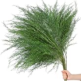 Suncalla 12 Pcs Artificial Asparagus Fern 24 Inch Faux Fern Garland | Green Simulated Hanging Plants, DIY Bouquet Wall Hanging Decor, Floral Arrangement, Garden Photo Props, Party Supplies