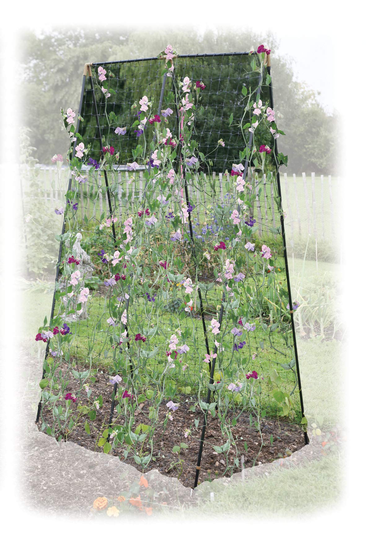 Haxnicks Steel/Sweet Pea/Bean Frame | Strong Plant Support | Climbing Plants | Sweet Peas Beans Passion Flowers Clematis | Green, Black, 120 x 80 x 200 cm | Frame060101 โ image 1